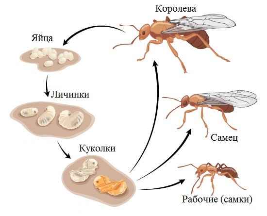 На фото описано развитие муравья